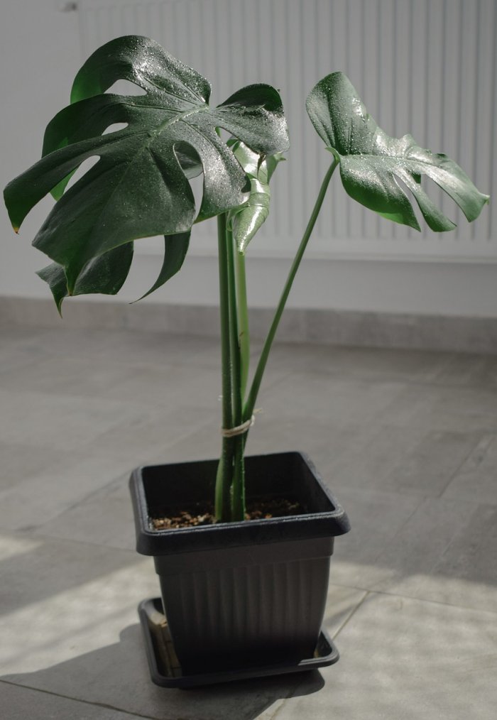 Ez a növény balszerencsét és negatív energiát hoz a lakásba - Dobd ki, ha jót akarsz