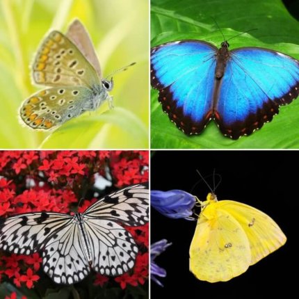 Melyik pillangó a kedvenced? Fontos, mély jelentése van a válaszodnak