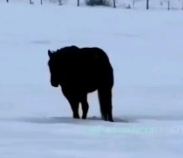 Szerinted megy vagy jön ez a ló? Érdekes dolgot jelent a válaszod